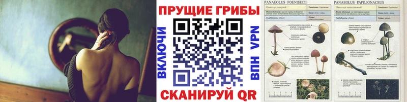 Псилоцибиновые грибы ЛСД  закладки  Городовиковск 